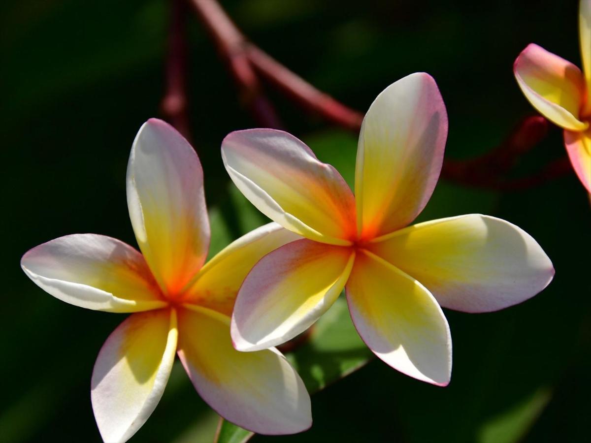 Allamanda Imgya Coral Village Miyakojima  Extérieur photo