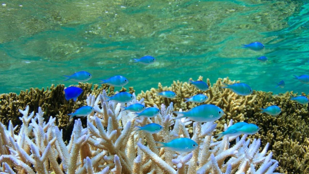 Allamanda Imgya Coral Village Miyakojima  Extérieur photo